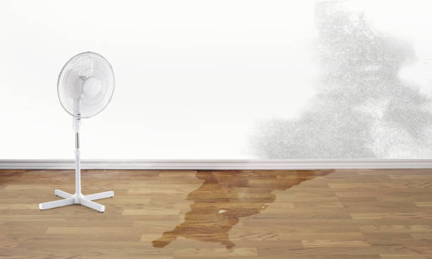 Best Professional water damage repair  in Vandalia, OH